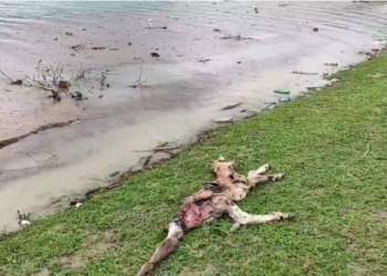 Депутат: «Папан суу сактагычында динозаврдан башкасынын баарынын өлүгү бар»