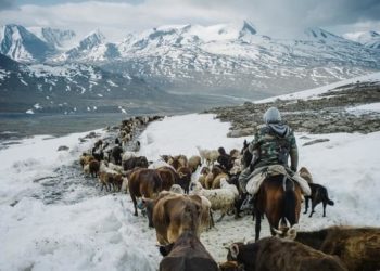 Ысык-Көлдө калың кардын кесепетинен өлгөн малдын саны такталууда