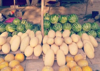 Ошто сатылган коон, дарбыз текшерүүдөн өтүп, коондун зыяндуулугу аныкталды