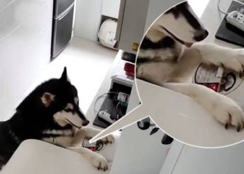 Камера аркылуу күрүч бышырган хаски интернет жылдызына айланды