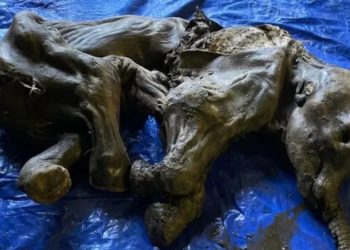 Канадада муз доорунда жашаган мамонттун баласынын мумиясы табылды