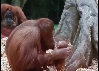 Маймыл болсо да эне. Маймылдын баласын өпкүлөп жүрөк элжиреткен видеосу тарады (видео)