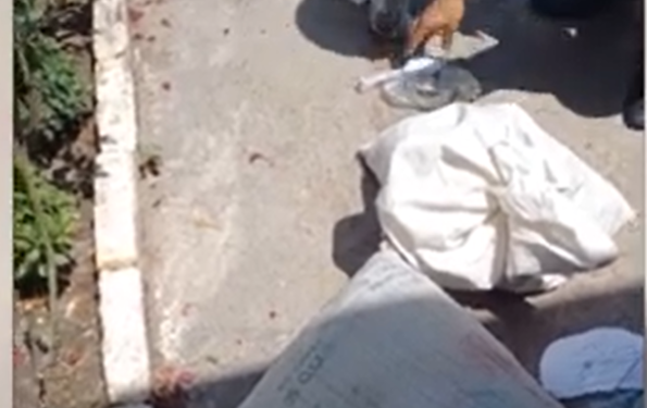 Таластык тургундун үйүнөн 21 килограмм марихуана табылды (видео)