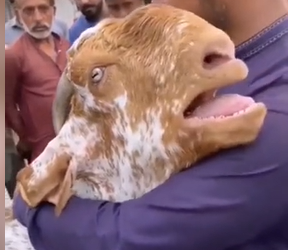 «Мал болсо да сезимдери бар». Социалдык тармакка касапчыга сатылган текенин эчкирген видеосу тарады (видео)