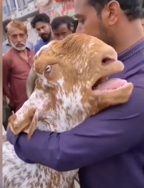 «Мал болсо да сезимдери бар». Социалдык тармакка касапчыга сатылган текенин эчкирген видеосу тарады (видео)