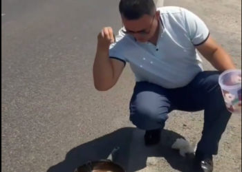 Күн ысыккы… Туркистанда автожолдо жумуртка кууруган видео тарады (видео)