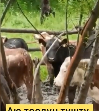 «Октон да коркпойт!» Социалдык тармакка аюунун мал короосуна келген видеосу тарады (видео)