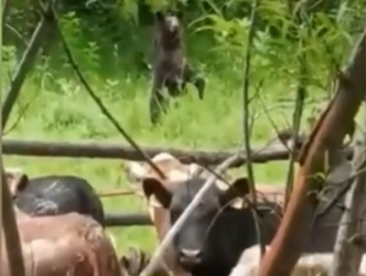 «Октон да коркпойт!» Социалдык тармакка аюунун мал короосуна келген видеосу тарады (видео)