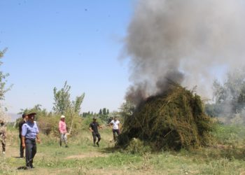 Кара-Буурада жапайы өскөн 2 тонна кара куурай жок кылынды