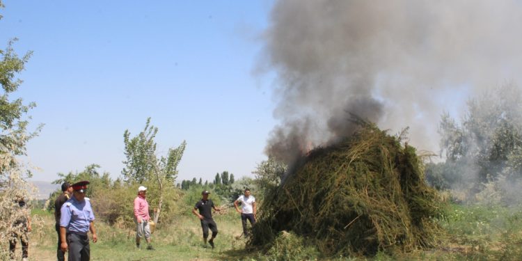 Кара-Буурада жапайы өскөн 2 тонна кара куурай жок кылынды