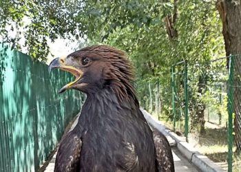 Ысык-Көлдүк тургундун кашарынан Кызыл китепке кирген кара куш табылды (фото)