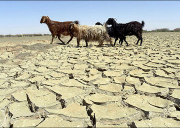 Казакстандын бир катар аймактарында кургакчылык күтүлүүдө