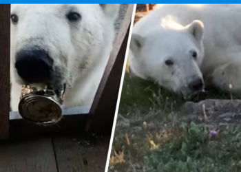 «Арыктап, өлөйүн деп калган». Диксон аралында оозуна калай банка тыгылып калган ак аюу куткарылды (видео)