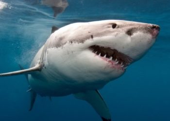 «Колу менен бутун жулуп салган». Египетте акула аялга кол салды (видео)