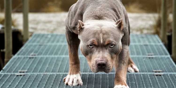 Токмок шаарында питбуль 7 жаштагы баланы талап, бала ооруканага түштү