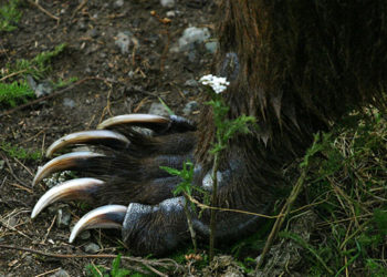 Ошто чек арачыга аюу кол салган. Сержант алган жараатынан көз жумду
