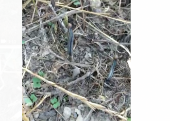 «Тез көбөйөт экен». Кадамжайдагы дыйкан эгиндерге курт түшүп жатканын айтты (видео)