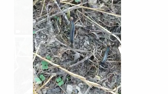 «Тез көбөйөт экен». Кадамжайдагы дыйкан эгиндерге курт түшүп жатканын айтты (видео)