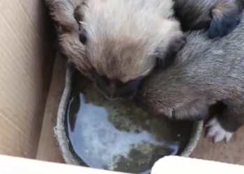 Ысык-Көлдө 6 күчүктү коробкага салып, таштап кетишкен. Милиция аларды ишеничтүү адамдарга өткөрүп берди