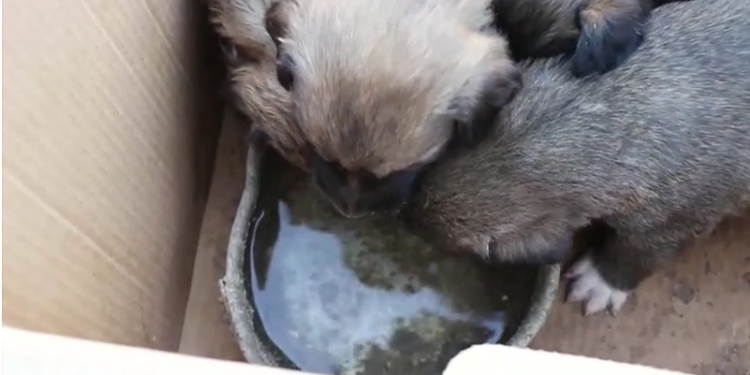 Ысык-Көлдө 6 күчүктү коробкага салып, таштап кетишкен. Милиция аларды ишеничтүү адамдарга өткөрүп берди