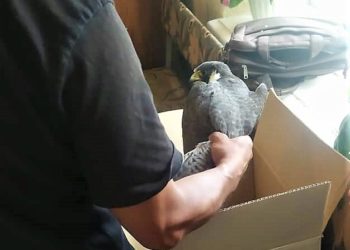 Ысык-Көлдө тургун Кызыл китепке кирген жырткыч кушту багып жүргөн