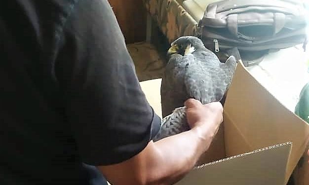 Ысык-Көлдө тургун Кызыл китепке кирген жырткыч кушту багып жүргөн