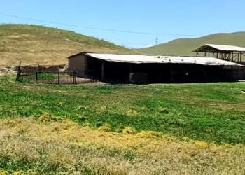 Лейлекте мал сарайда жашырынып жүргөн чет өлкөнүн жараны кармалды