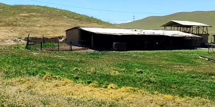 Лейлекте мал сарайда жашырынып жүргөн чет өлкөнүн жараны кармалды