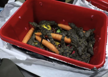 Ташкенттеги аэропортто крокодилдин 54 баласын алып өтүүгө аракет кылган жаран кармалды