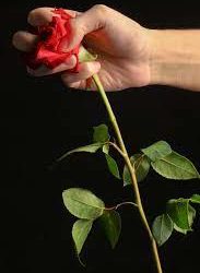 Ак Үйдүн алдындагы роза гүлдөрдү сындырып кеткендер изделет