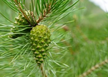 «Ош, Жалал-Абад, Баткен облустарында +36 градус». 12-августка карата өлкөдөгү аба ырайы