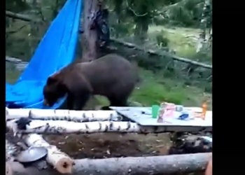 Орусияда өрттөн улам жашаган жеринен ажыраган аюу куткаруучулардын тамагын жеп кетип турган (видео)