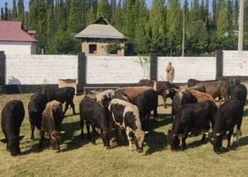 «Баасы 3 миллион 725 миң сом». Ала-Бука, Аксы районунда 34 малды Өзбекстанга айдап өтүүгө аракет кылгандар кармалды