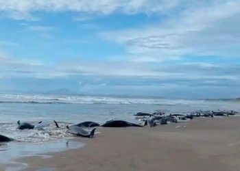 Австралияда 230 кит жээкке чыгып калган (видео)