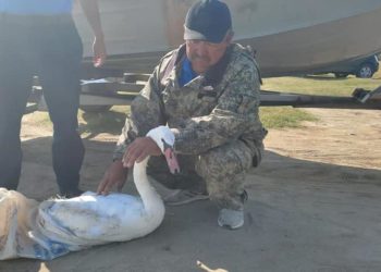 Ысык-Көлдөн 10 чакырым алыс жерден табылган жабыркаган ак куу реабилитациялоо борборуна өткөрүлдү