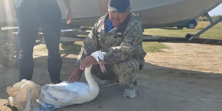 Ысык-Көлдөн 10 чакырым алыс жерден табылган жабыркаган ак куу реабилитациялоо борборуна өткөрүлдү