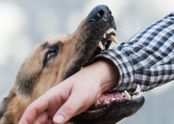 Ошто кутурма оорусуна шектелген бала ооруканага жаткырылды