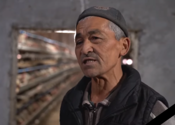 «Жеке ишкер өлтүрүлүп, тоок фермасы да өрттөлгөн». Ак-Сай айылынын тургуну Матиса Надиров тууралуу видео тарады