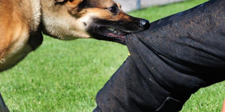 «Тиштелген жерди арак менен сүртүп койгон». Базар-Коргондо кутурма оорусунан эркек киши каза болду