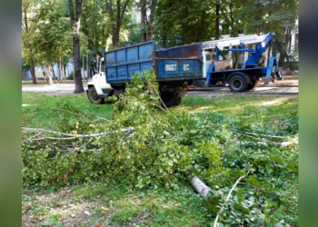 ИИМдин жанындагы бактар кыйылып жатат. Алардын ордуна эстелик орнотулат