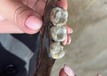 Иртыш дарыясынын жээгинде эс алып жаткан казакстандык үй-бүлө үрөй учурган нерсени таап алышкан