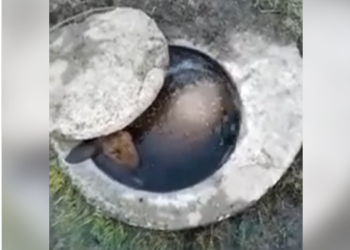 Аламүдүндө тургундар ичкен суу кудукта малдын өлүгү жаткан видео тарады