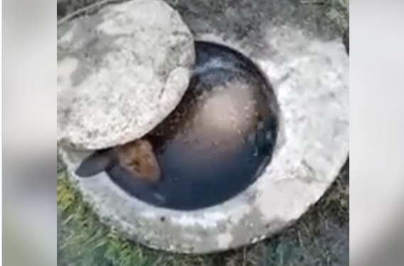 Аламүдүндө тургундар ичкен суу кудукта малдын өлүгү жаткан видео тарады