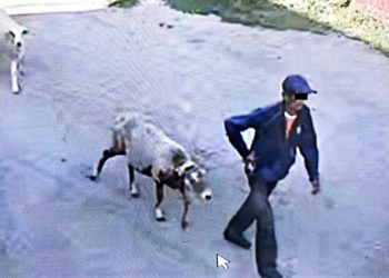 Ысык-Көлдөгү мал уурдалган учур видеокөзөмөлгө түшүп калган (видео)