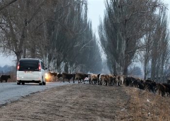Айдоочу малдын айынан жол кырсыкка кабылса, ким жооптуу болот? Милициянын жообу