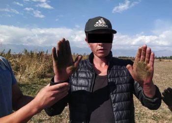 «Чегейин дегем». Ысык-Көлдө талаада 3 жаран кармалды (видео)