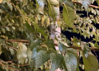 Бишкекте кара жыгачтын түбү эмне үчүн жабышчаак болуп жатат? Экологдордун жообу