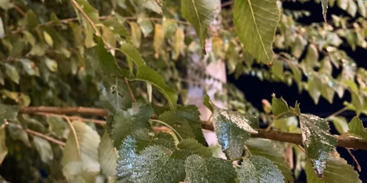 Бишкекте кара жыгачтын түбү эмне үчүн жабышчаак болуп жатат? Экологдордун жообу