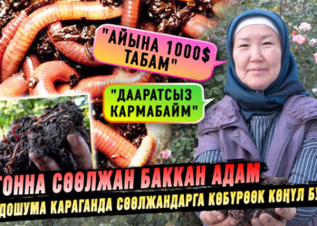 Үйүндө 10 тонна сөөлжан баккан адам | “Сөөлжан багып айына 1000 доллар табам” дейт ал