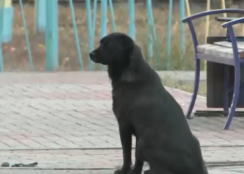 «Бир жылдан бери келип, бирөөнү күтөт». Казакстанда «Хатиконун» ээси изделип жатат